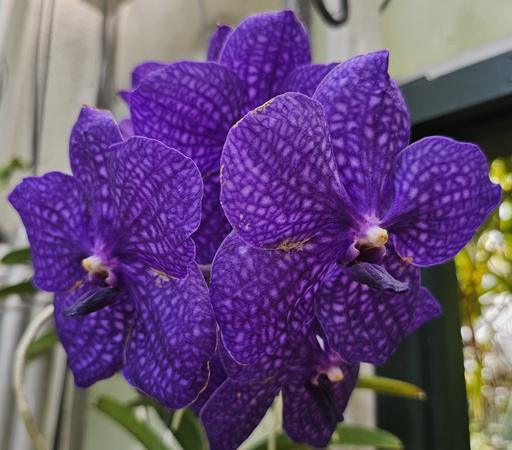 Several orchid flowers together, oriented in different directions. The petals and sepals are a latticed light purple and dark purple color pattern, with a white tooth-like structure in the center. 

Blurry green fern-like fronds, white wall and a part of a doorway in the background.