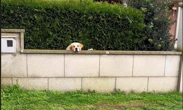 Perro Golden Retriever del vídeo de @pablomeixe (@pablomeixe)