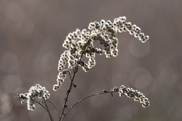 A tall stem of goldenrod arcing to the right on a chilly December morning, its tiny flower blooms covered in white fluff look spiny backlit by the sun.