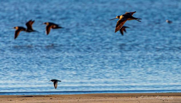 "The image shows a group of birds flying over a body of water. There are at least six birds in the air, with one bird in the foreground and other birds in the background. The water is calm and blue, and there is a sandy shore at the bottom of the image. The birds appear to be in motion, with their wings spread out. The lighting highlights the birds' feathers, giving them a golden hue. The image captures the dynamic movement of the birds in flight against a serene backdrop of water and sand. The photographer's watermark, "© Swede's Photographs," is visible in the bottom right corner.
It's a beautifully composed scene that conveys a sense of freedom and tranquility." - Copilot with edits