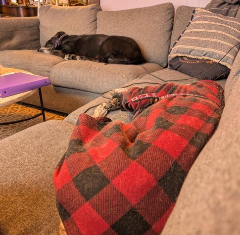 Dogs sleeping on a couch, the closer right hand one has a buffalo check set of pajamas