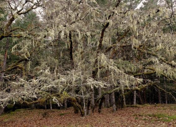 A cluster of trees with extensive, moss covered branches prominently displaying greenish-gray lichen hanging down. The background is filled with dark green foliage, providing contrast to the lighter-colored moss. The ground is carpeted with a mixture of brown, fallen leaves and patches of green moss, indicating a rich, earthy environment. The overall lighting is muted, suggesting an overcast day, which enhances the serene and lush quality of the forest scene.