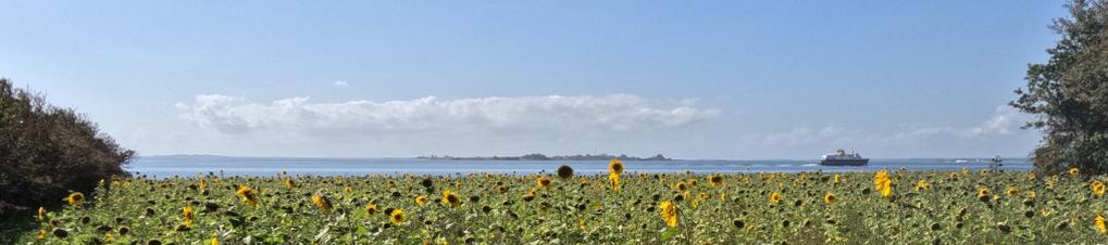 A view over a field of sunflowers in front of the sea. Behind the sea is the island of Skarø showing. In front of the island a ferry is sailing towards the right.