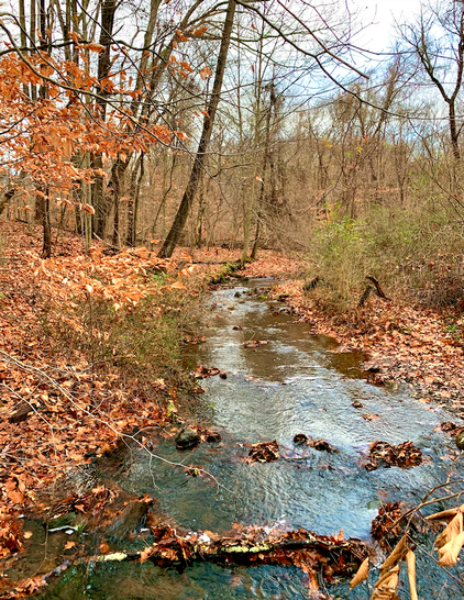 A small stream runs through the forest under the cloudy sky. Most trees don’t have leaves anymore. The stream is shallow, and banks are filled with fallen leaves.