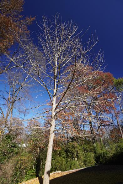 Ginkgo tree without leaves against a cloudless blue sky