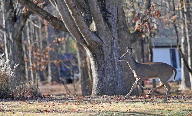 This picture shows a white tailed doe running over my neighbor's lawn.
