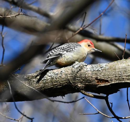 As I was walking down the street, I could hear red bellied woodpeckers screaming at me. This guy seems to be frowning. He's medium sized and has got black and white wings, a reddish orange stripe that extends from his beak, over the top of his head to the nape of his neck. His face, throat, chest and belly are off-white with an ill-defined reddish splotch on his lower belly.