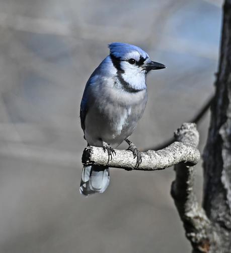This medium-sized blue jay mostly feeds on the ground, but he perches up high first to get a good view of what's on offer. The blue jay is a light to medium blue on his head, back and wings. His face is white with black markings and his chest and belly are light gray.