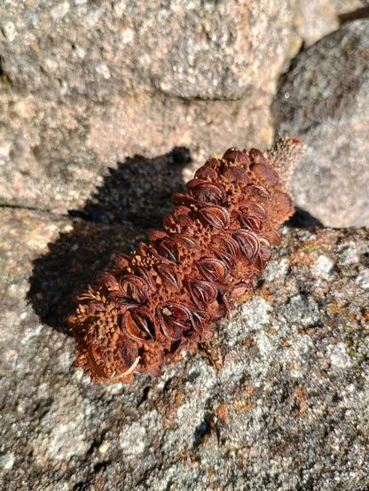 The brown, old flower spike of a banksia tree sitting on grey stone.