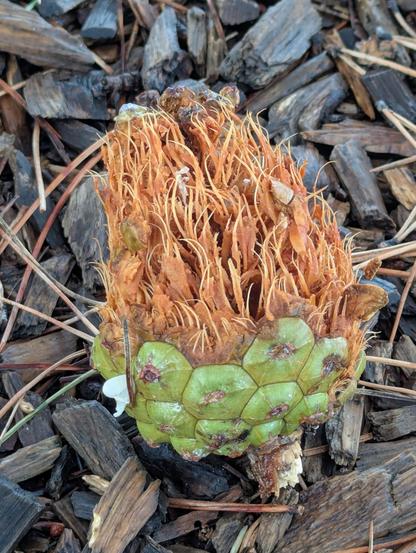 Closeup of a half-eaten rain-wet green and orange stonepine cone on moist mulched forest floor