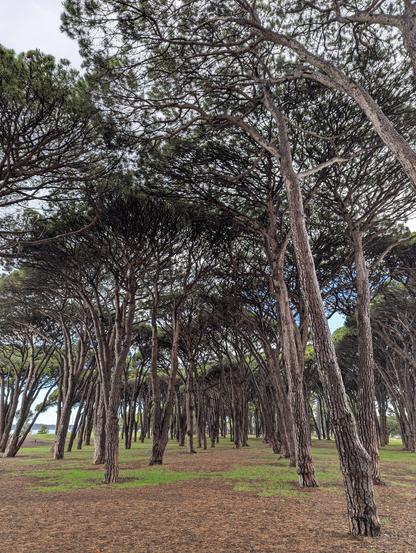 Stone pines at the stone pine park all smelling heavenly after the rain