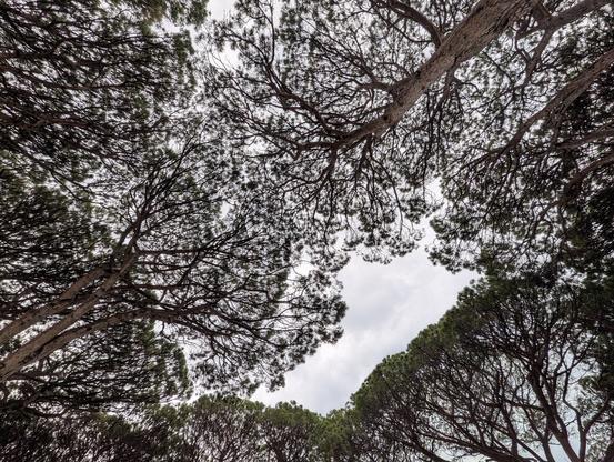 Stine pine canopies seen upwards from the ground against the grey rainy sky showing crown shyness