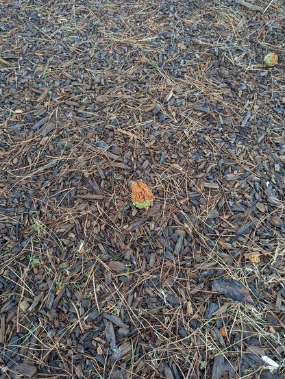 A half-eaten rain-wet green and orange stonepine cone on moist mulched forest floor