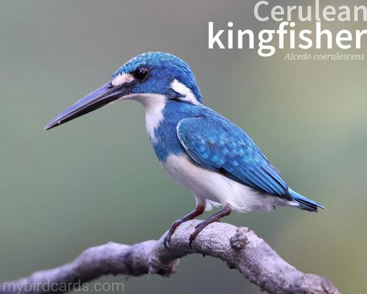 🌏 Cerulean kingfisher (Alcedo coerulescens) 

The Cerulean kingfisher is a small kingfisher native to Indonesia. It is known for its striking metallic blue plumage, which is accentuated by a white throat and underparts. The bird has a stout body and a long, pointed bill, ideal for catching fish and aquatic invertebrates. The Cerulean kingfisher inhabits freshwater habitats, such as rivers, streams, and mangroves. 

Conservation status: Least Concern (IUCN 3.1) 

📷: Photo by feathercollector via Pixabay 

ZWSM