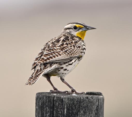 Meadowlark on post