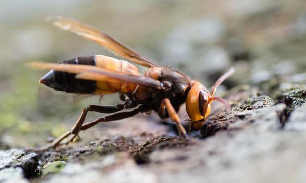 Imagen de archivo de un ejemplar de 'Vespa soror', avispón tailandés, tomada en el Parque Nacional de Khao Yai (Tailandia). (De Rushen - Vespa soror - Khao Yai National Park, CC BY-SA 2.0,)