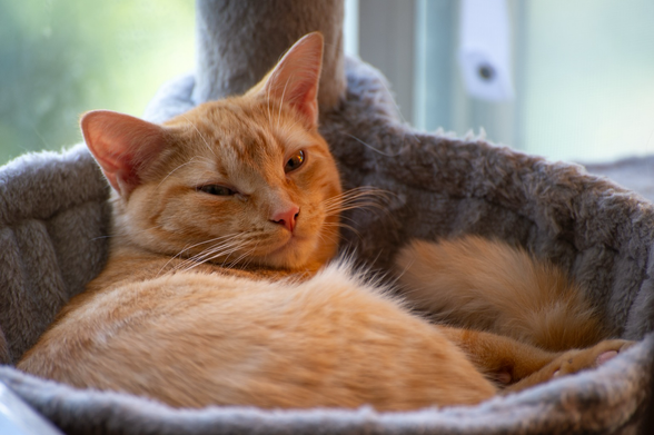 A ginger tabby looks back at you from her hammock with a gentle touch of distain.