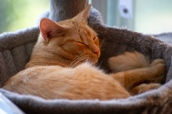 The ginger tabby is having none of it and is going back to sleep.
