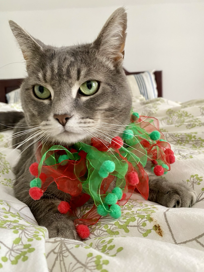 Wally is wearing a collar with small green and red pompous. He’s doing the feline equivalent of rolling his eyes.