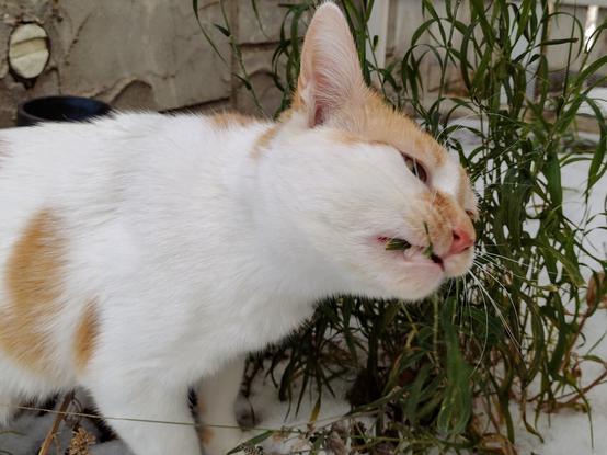 Cheddar, facing rightward, leans into patch of long ornamental grass that has been naturally freeze-dried by the weather. He has a blade of grass in his mouth as he take a bite.