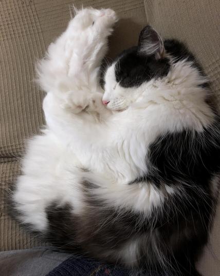 a floofy black and white cat with a very pinky nose is asleep on a brown woven-cotton sofa cover. his back legs are up straight past his head and he has one front paw curled around them, and he looks like he's doing a thing that divers do where they flip around loads in the air before they hit the water. the next olympics are some years away, but i guess he has to start now to be in with a chance.
