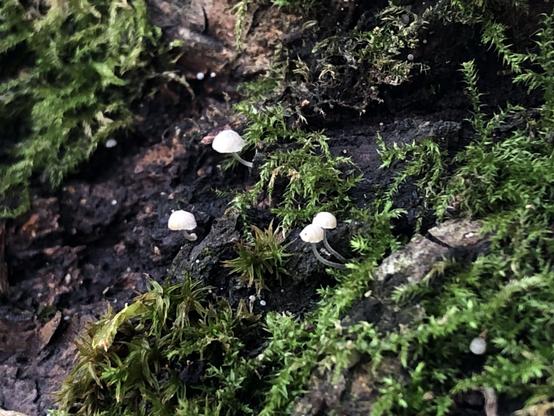 4 tiny white mushrooms growing on a willow tree bark, two kinds of  moss are also growing around it. 
2 mushrooms are close together in the centre of the frame, a further two mushrooms emerge from the bark behind the first two. A rosette type green moss is growing in patches including between the sets of mushrooms, a thinner tendril type moss is growing on the bark above the mushrooms.