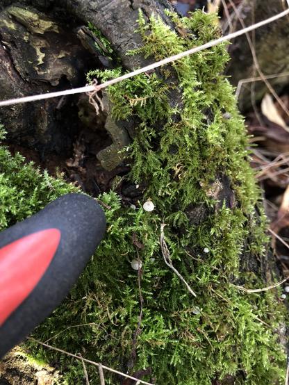 A moss covered tree bark with a red and black gloved finger pointing to a tiny white capped mushroom