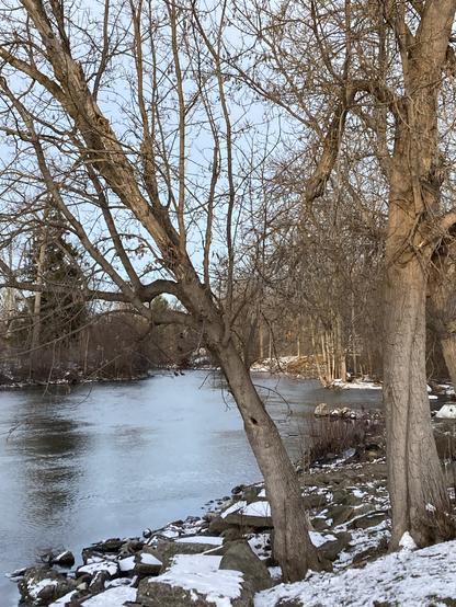 Riverside view of bare trees and snow.