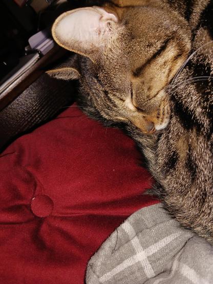 color photo, tabby Wilma happily curled next to Mama's lap