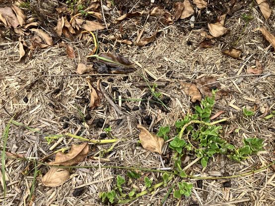 A pile of fresh fallow deer poop.