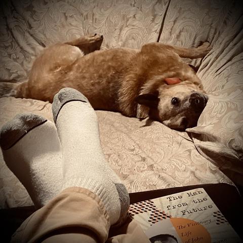 Ruffers, red heeler Australian Cattle Dog, laying in the corner of a couch all contorted