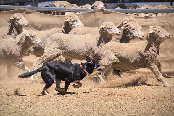 On a hot dry summers day an Australian Kelpie is rounding up sheep in a pen.

The dog is in the foreground running alongside a group of sheep. The ground is loose, dry dirt and clouds of dust can be seen being kicked up by the feet of the running animals. The bright midday sun is casting harsh shadows, which really accentuates the dogs shiny black fur.

The photo is cropped reasonable tight showing the dog and seven sheep in profile running from left to right. Behind the sheep is a steel fence draped in hessian with more sheep penned up on the other side.