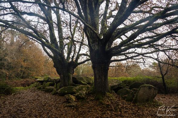Photo en couleur présentant les pierres d'une allée couverte, dolmen, encore relativement bien alignées mais parmi lesquelles ont poussé deux beaux chênes. Du fait de la saison, il n'y a pratiquement plus de feuilles dans les arbres et le sol en est pratiquement intégralement couvert. Les roches du dolmen sont en partie couvertes de mousse. Le site semble entretenu, afin de réduire la végétation dans un rayon de cinq à 10 m autour du monument, alors que plus loin de celui-ci, la végétation est constituée d'un taillis.