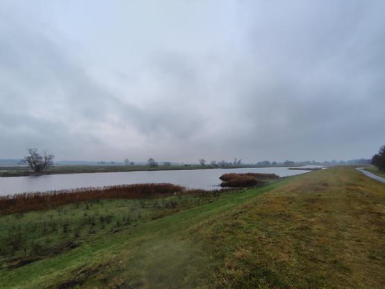 Udsigt langs diget. Ved siden af ligger en gren af Oder med masser af siv og en ø mellem grenen og floden. Et enkelt træ på den. Yderligere grå himmel.