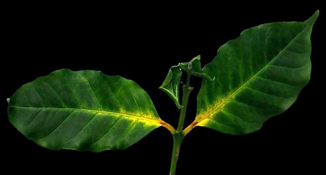 unhealthy looking plant leaves