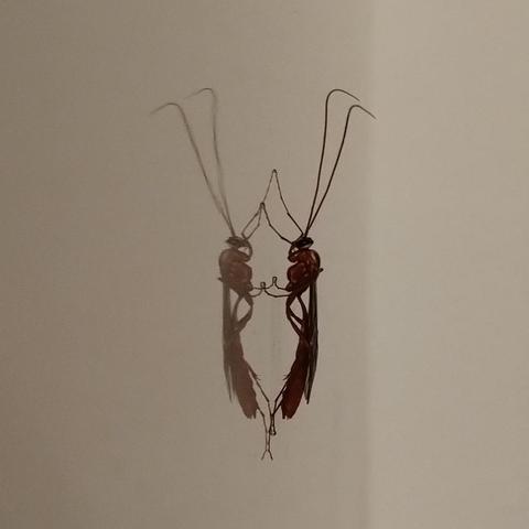The wasp is standing on the side of the fridge.
The surface is white and shiny and reflects the body of the insect.