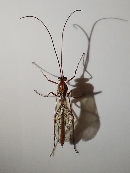 As in the previous picture the wasp is standing on a white surface, a raking light comes from the left side of the picture and casts the shadow on the right side of the insect.