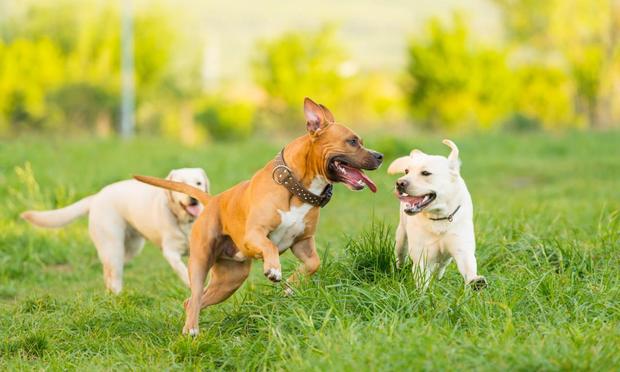 Tres perros jugando al atardecer. (Stefan Cioata/Getty Images)