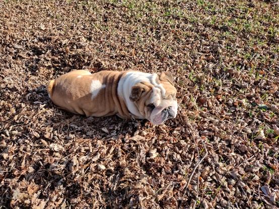 A wrinkly faced lost dog, angle of picture showing a white marking on its short brown coat