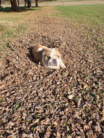 Wrinkly faced dog - another angle to show its markings on its face