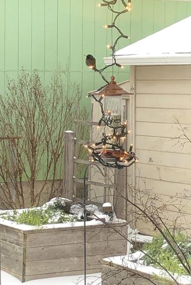 A snowy yard in the background of a covered patio with hummingbird feeder hanging, string lights around it, and a hummingbird sitting on a light.