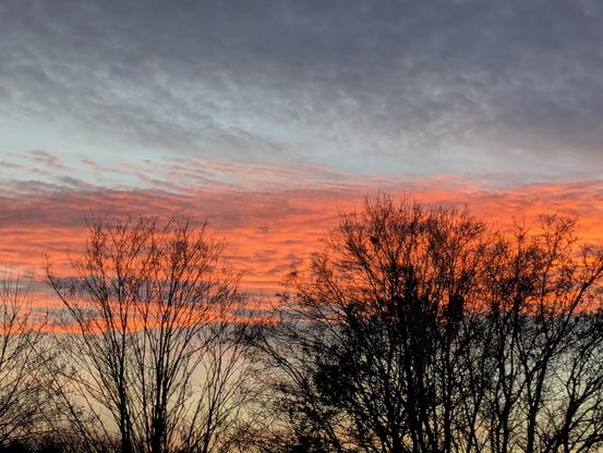 Rot-rosa Sonnenuntergang vor dunkler Baumkulisse.