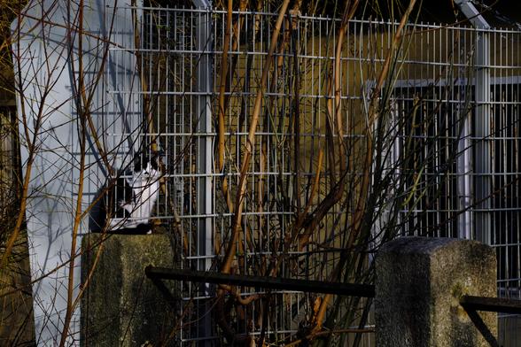 Photo of a black-and-white cat sitting on a stone pillar behind a metal fence.