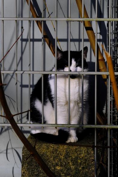 Photo of a black-and-white cat sitting on a stone pillar behind a metal fence.