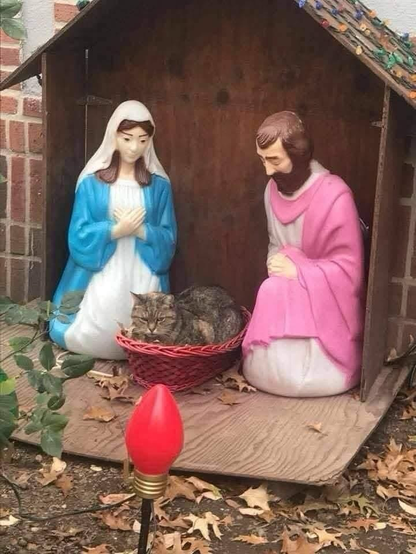 (Cat lying in Baby Jesus basket in a manger scene)