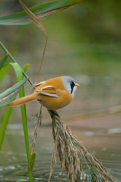 A photograph of a Bearded Reedling (Bearded Tit) in the aviary at Pensthorpe. It’s perched on some reeds and there’s some water visible in the background.
