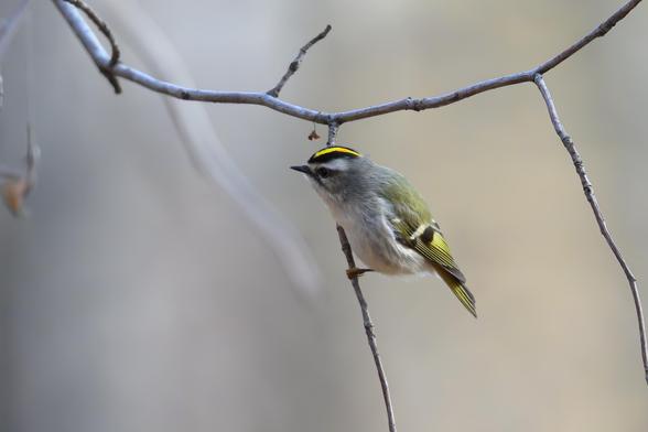 This photo features a small bird perched delicately on a thin, leafless branch. The bird is small, with soft grayish-white plumage on its chest and belly. Its back and wings are olive-green, blending harmoniously with its surroundings. The Kinglet’s defining feature is a vibrant golden-yellow stripe on the crown of its head, bordered by bold black lines on either side, which gives it a striking appearance.

The bird’s tiny, sharp beak points forward, as though it is alert and observant. Its wings have subtle yellow accents, complementing the golden crown. The background is softly blurred in neutral tones, emphasizing the bird as the focal point and evoking a quiet, serene atmosphere. The Kinglet’s delicate posture and vivid crown make it a charming and vibrant subject in this natural setting.