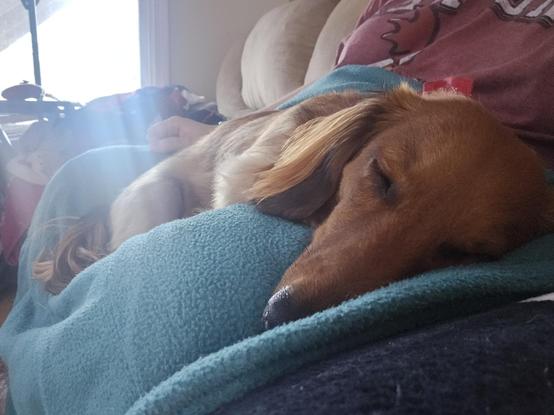 shaded red mini dachshund asleep on a green heated blanket on a white agender persons lap