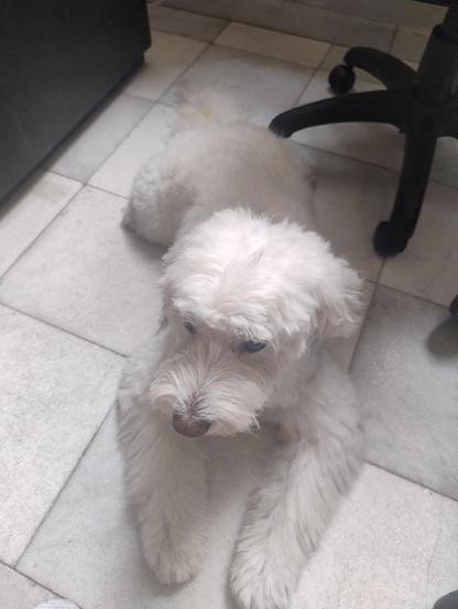 Foto de um cachorro branco felpudo com pelos cacheados. Ele está deitado em pose relaxada sobre um chão de lajotas de mármore.