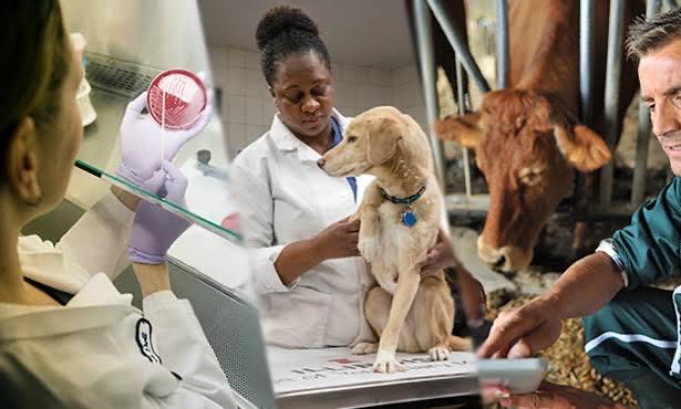 A split photo showing three veterinary scientists, the first looking at growths on agar plates, the second handling a dog on a bench and the third crouching next to a cow